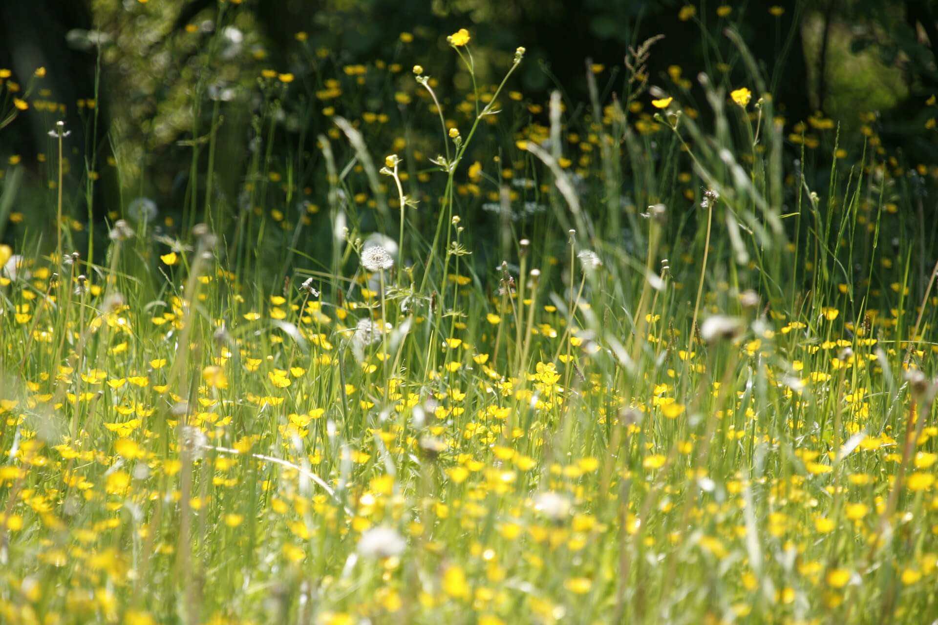 What Causes Hayfever? | London Doctors Clinic